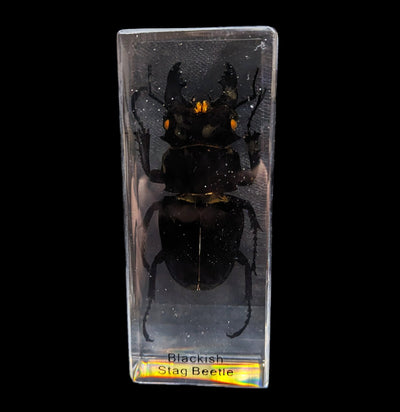 Blackish Stag Beetle in Acrylic-Insects-Real Insect Company-PaxtonGate