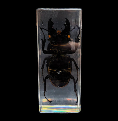 Blackish Stag Beetle in Acrylic-Insects-Real Insect Company-PaxtonGate