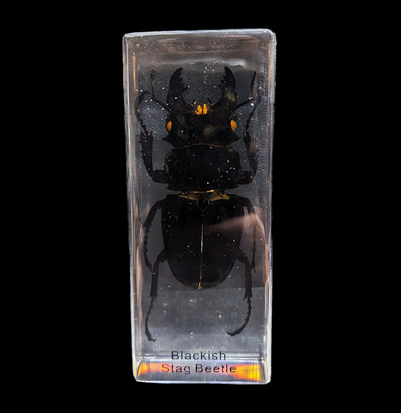 Blackish Stag Beetle in Acrylic-Insects-Real Insect Company-PaxtonGate