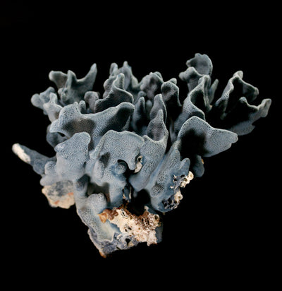 Blue Heliopora Coerulea Coral - Paxton Gate