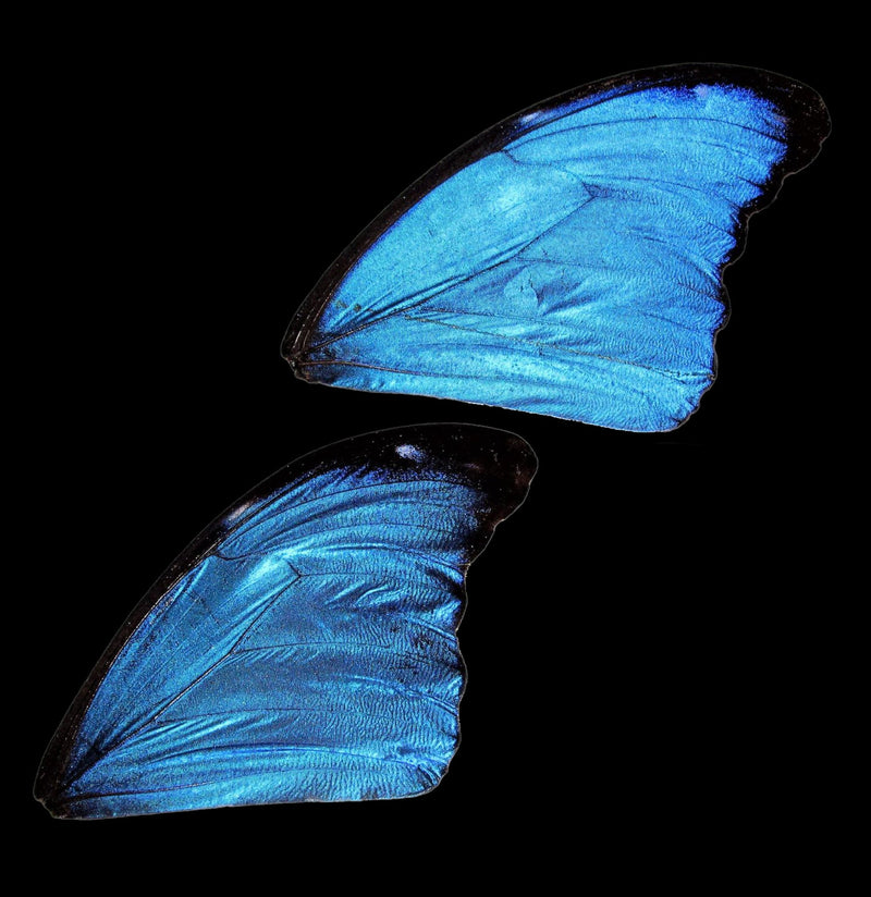 Blue Morpho Loose Butterfly Wings - Paxton Gate