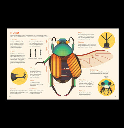 Bonkers about Beetles - Paxton Gate