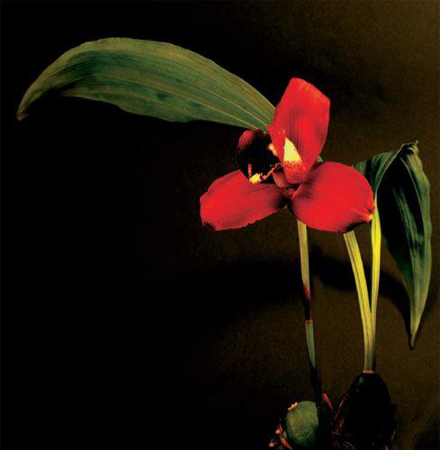 Botanica Magnifica: Portraits of the World&