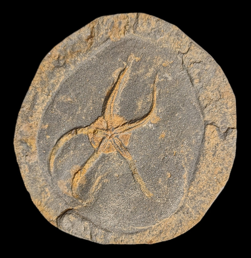 Brittle Star Fossil Plate-Fossils-Moussa-PaxtonGate