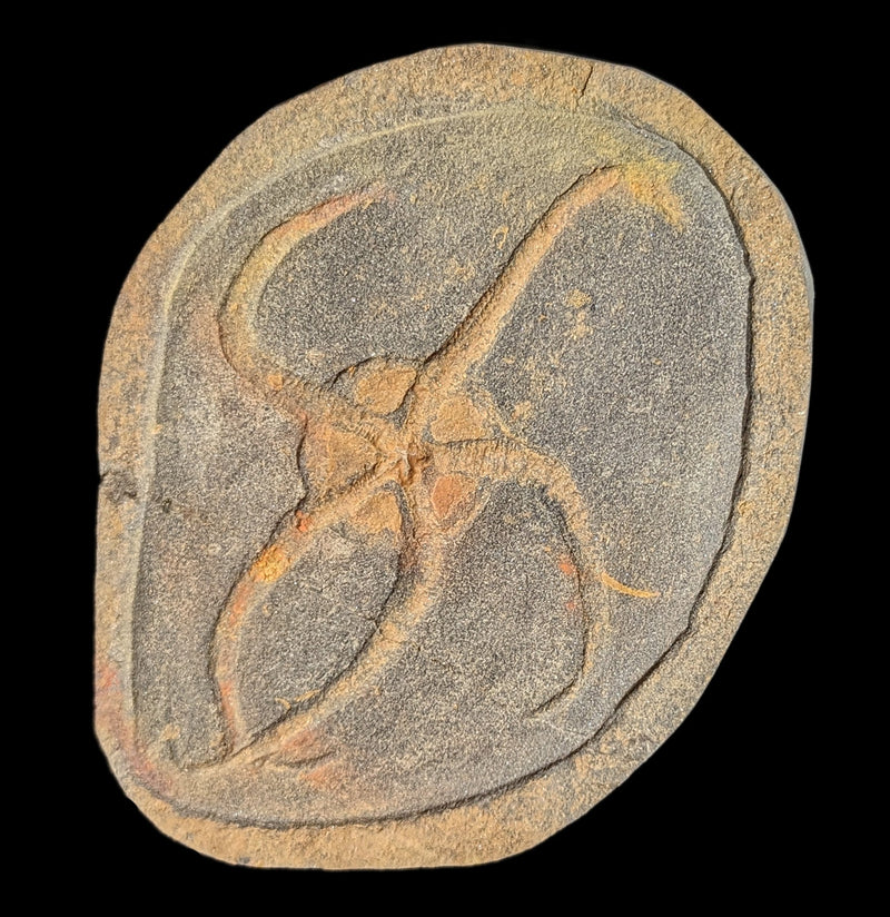 Brittle Star Fossil Plate-Fossils-Moussa-PaxtonGate