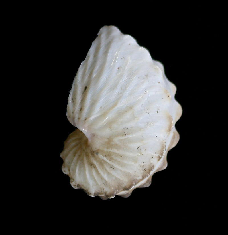 Brown Paper Nautilus Shell - Paxton Gate