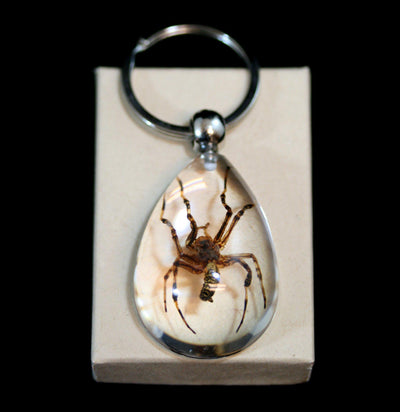 Brown Recluse Spider Keychain - Paxton Gate