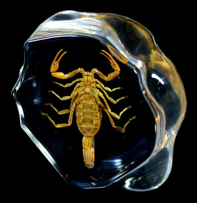 Brown Scorpion in Resin - Paxton Gate