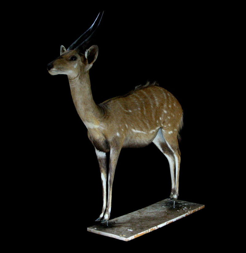 Bushbuck Full Body Taxidermy Mount - Paxton Gate