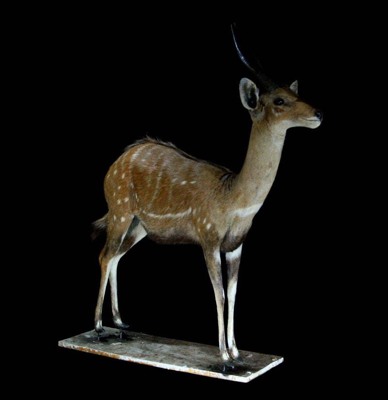 Bushbuck Full Body Taxidermy Mount - Paxton Gate