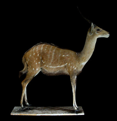 Bushbuck Full Body Taxidermy Mount - Paxton Gate