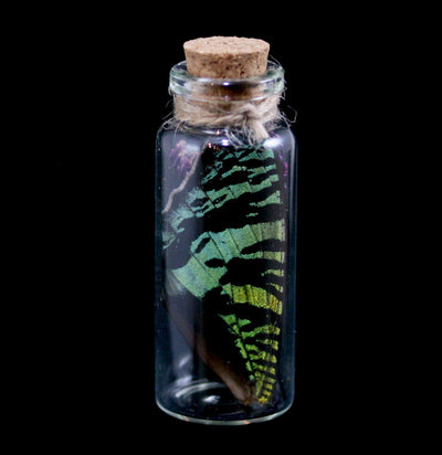 Butterfly Wing In A Glass Bottle - Paxton Gate