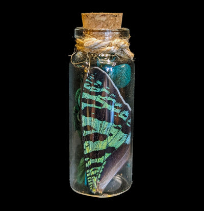 Butterfly Wing In A Glass Bottle - Paxton Gate