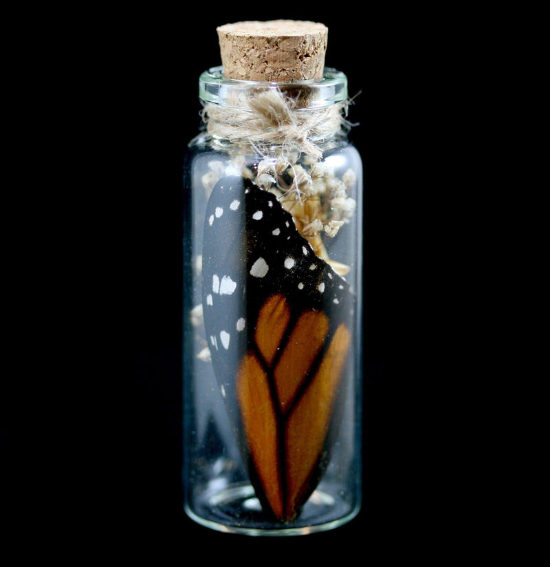 Butterfly Wing In A Glass Bottle - Paxton Gate