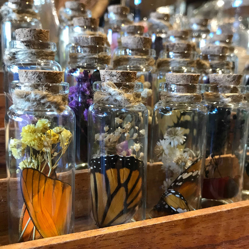 Butterfly Wing In A Glass Bottle - Paxton Gate