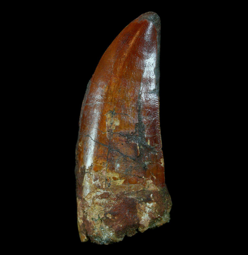 Carcharodontosaurus Tooth - Paxton Gate