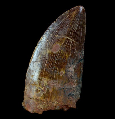 Carcharodontosaurus Tooth - Paxton Gate