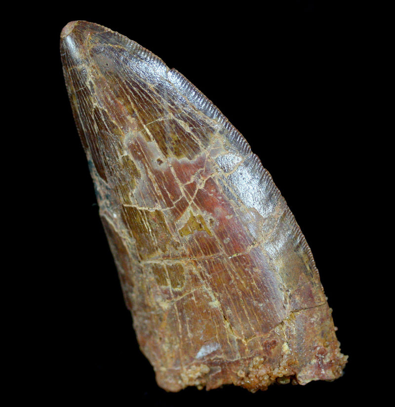 Carcharodontosaurus Tooth - Paxton Gate