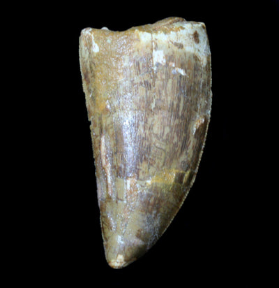 Carcharodontosaurus Tooth - Paxton Gate