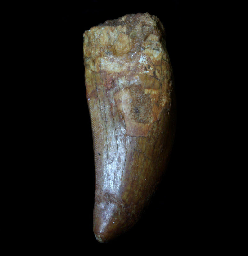 Carcharodontosaurus Tooth - Paxton Gate