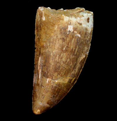 Carcharodontosaurus Tooth - Paxton Gate