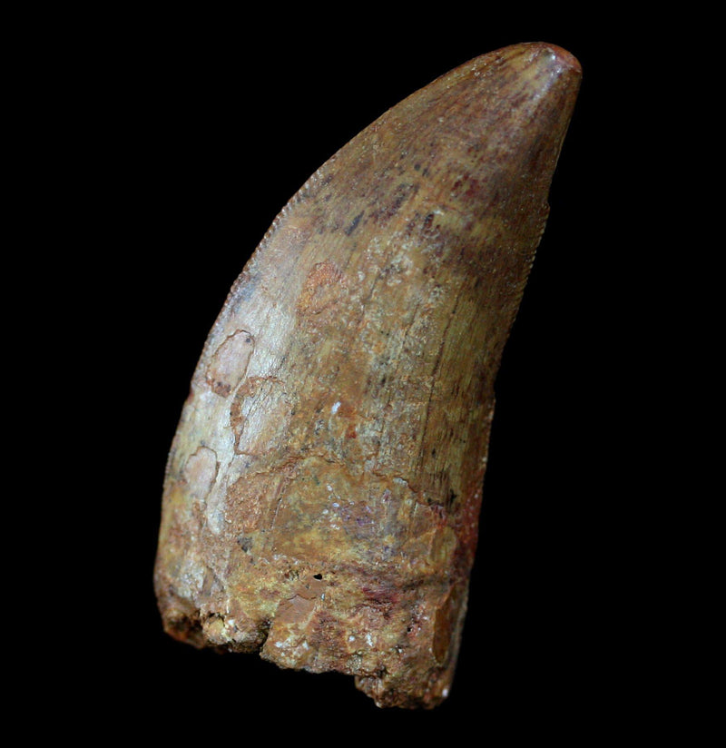 Carcharodontosaurus Tooth - Paxton Gate