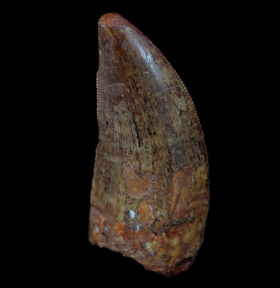 Carcharodontosaurus Tooth - Paxton Gate