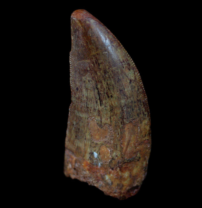 Carcharodontosaurus Tooth - Paxton Gate