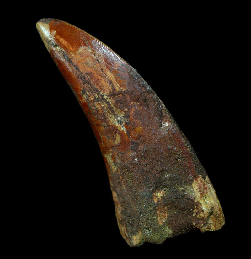 Carcharodontosaurus Tooth - Paxton Gate