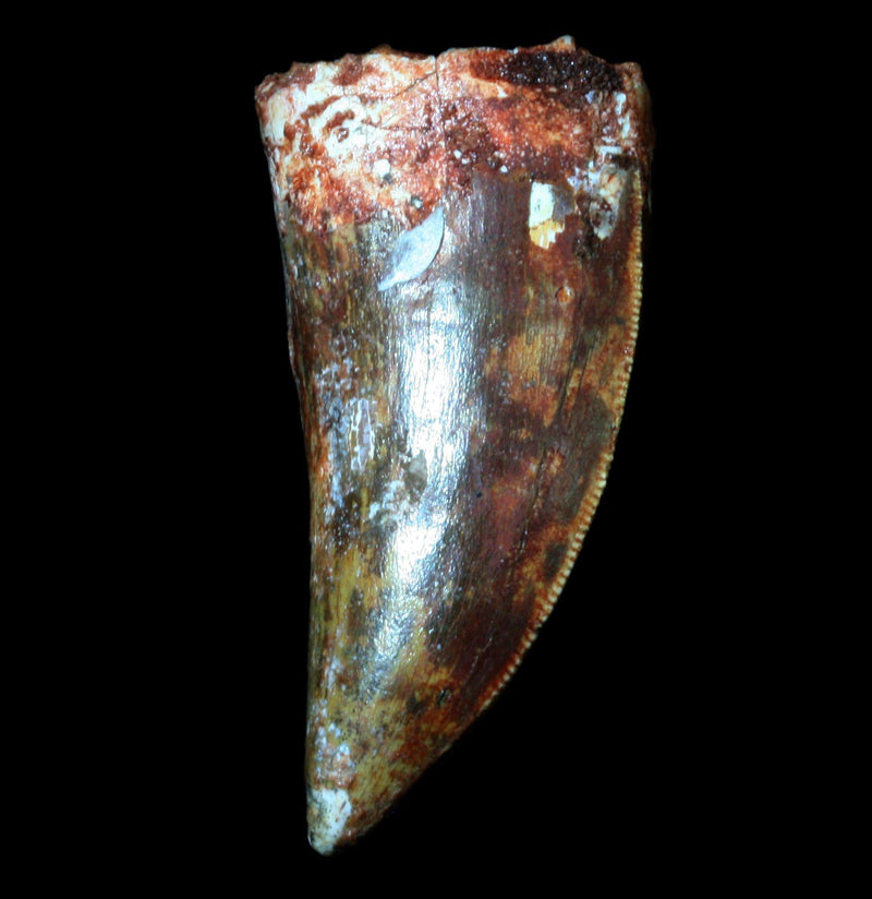 Carcharodontosaurus Tooth - Paxton Gate