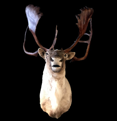 Caribou Taxidermy Mount - Paxton Gate