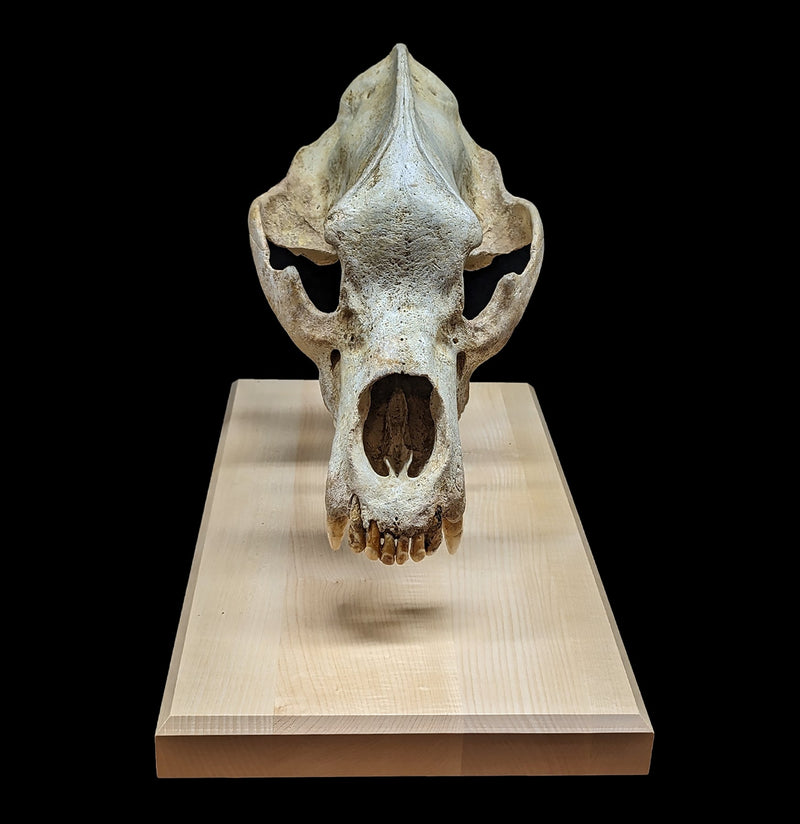 Cave Bear Skull With Stand-Fossils-Nord Fossil-PaxtonGate