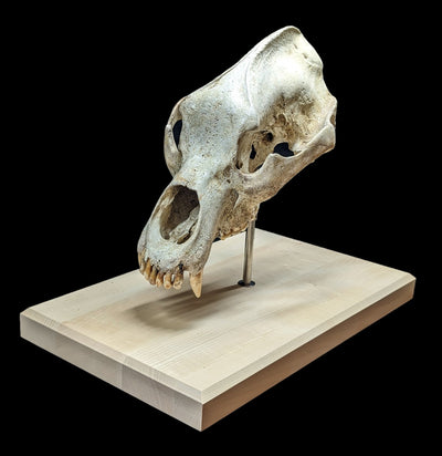 Cave Bear Skull With Stand-Fossils-Nord Fossil-PaxtonGate