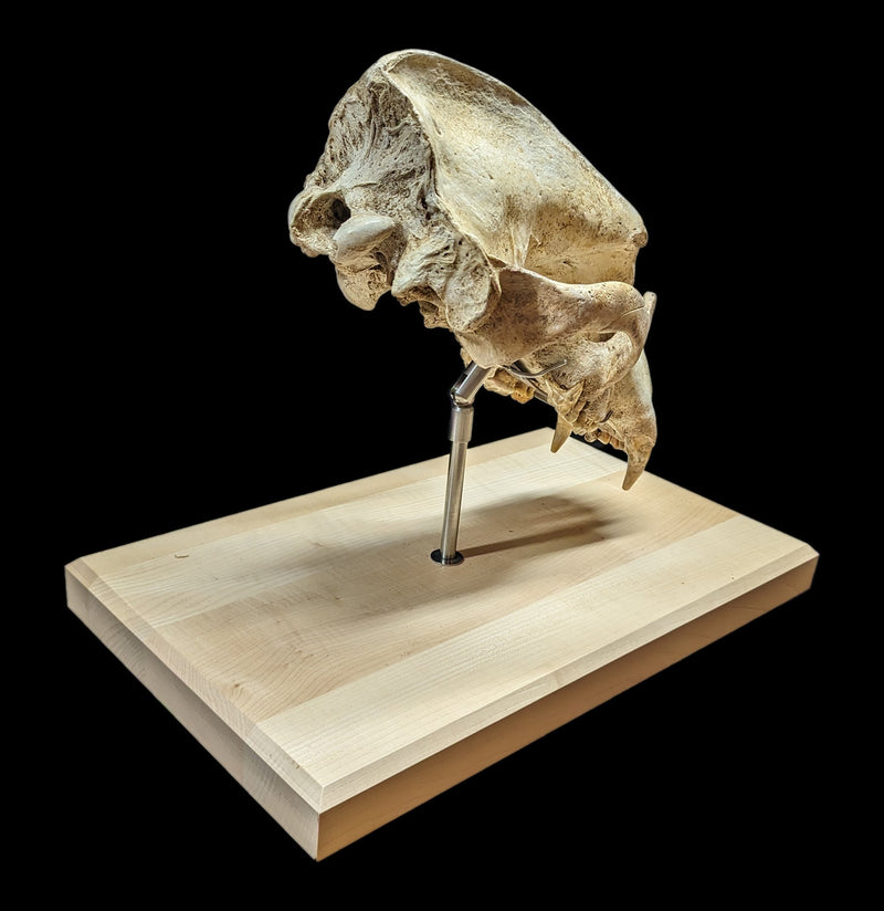 Cave Bear Skull With Stand-Fossils-Nord Fossil-PaxtonGate