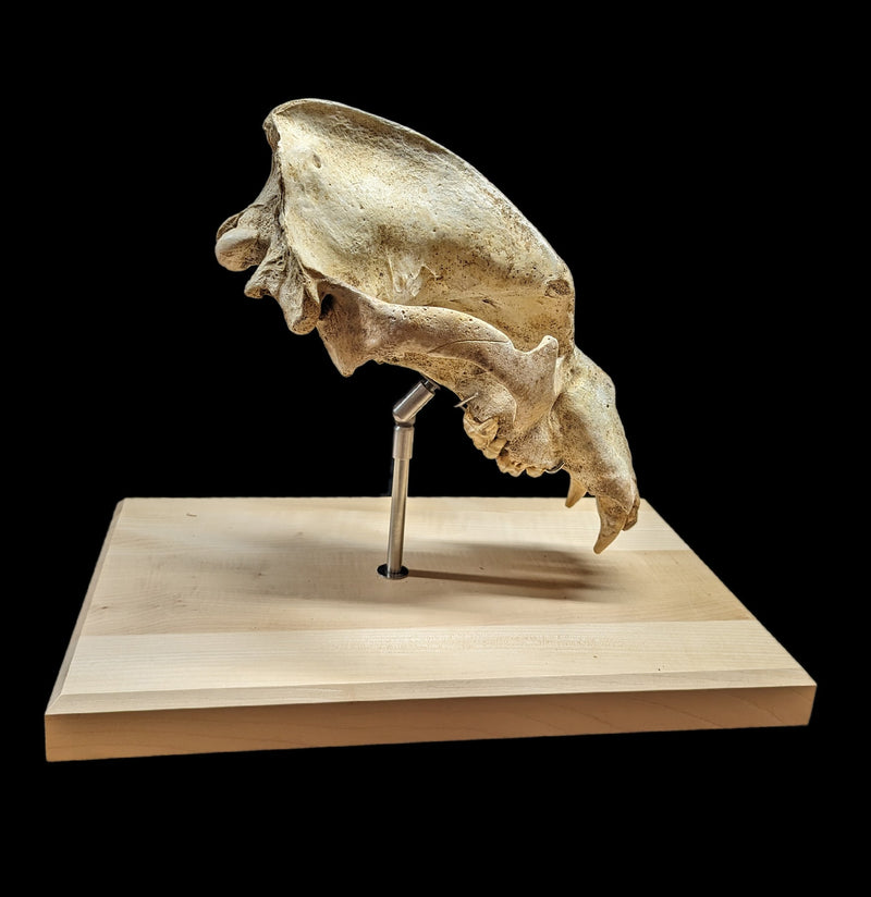 Cave Bear Skull With Stand-Fossils-Nord Fossil-PaxtonGate