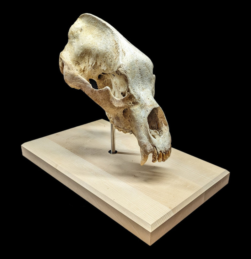 Cave Bear Skull With Stand-Fossils-Nord Fossil-PaxtonGate