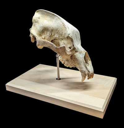 Cave Bear Skull With Stand-Fossils-Nord Fossil-PaxtonGate