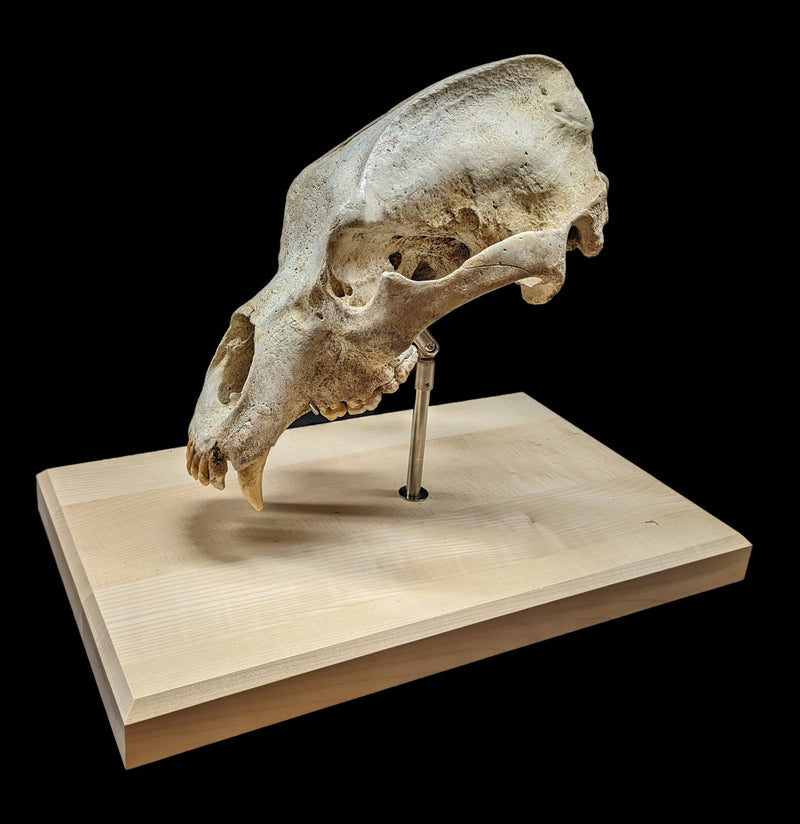 Cave Bear Skull With Stand-Fossils-Nord Fossil-PaxtonGate