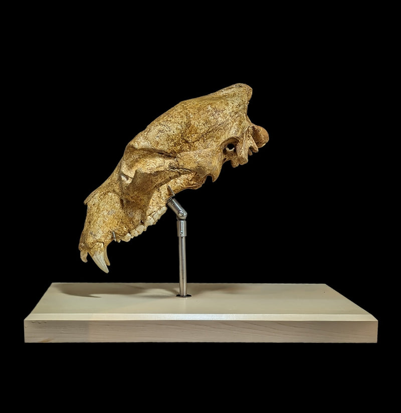 Cave Bear Skull With Stand Specimen B-Fossils-Nord Fossil-PaxtonGate