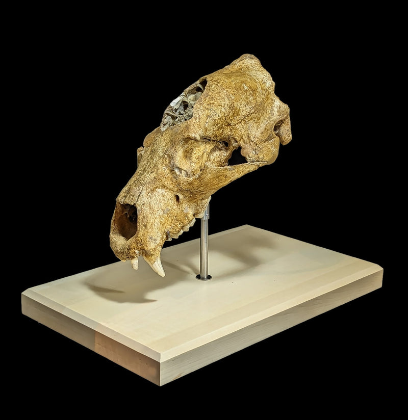 Cave Bear Skull With Stand Specimen B-Fossils-Nord Fossil-PaxtonGate