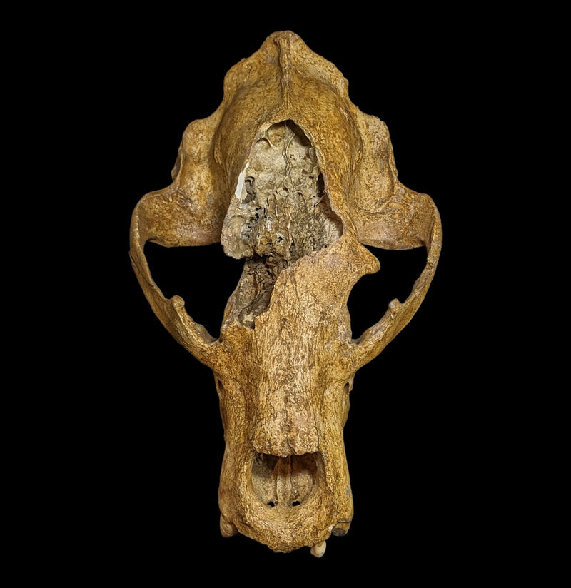 Cave Bear Skull With Stand Specimen B-Fossils-Nord Fossil-PaxtonGate