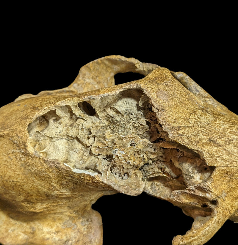 Cave Bear Skull With Stand Specimen B-Fossils-Nord Fossil-PaxtonGate