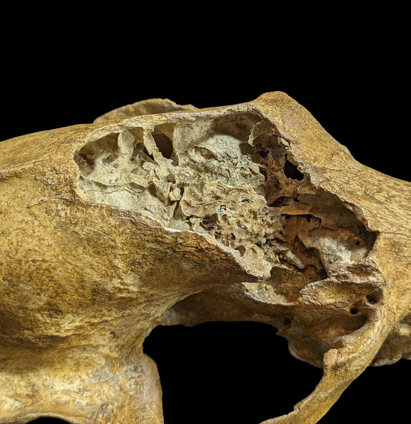 Cave Bear Skull With Stand Specimen B-Fossils-Nord Fossil-PaxtonGate