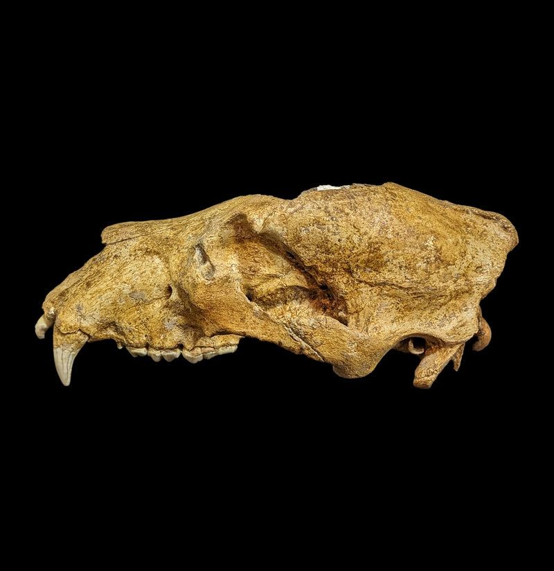 Cave Bear Skull With Stand Specimen B-Fossils-Nord Fossil-PaxtonGate