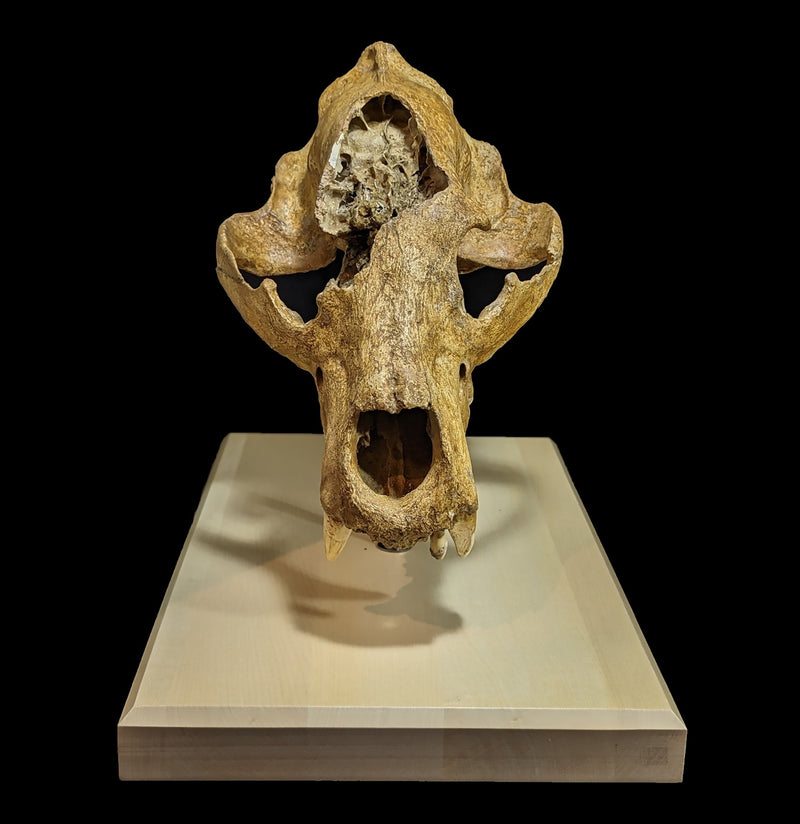 Cave Bear Skull With Stand Specimen B-Fossils-Nord Fossil-PaxtonGate