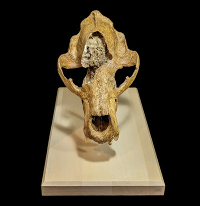 Cave Bear Skull With Stand Specimen B-Fossils-Nord Fossil-PaxtonGate