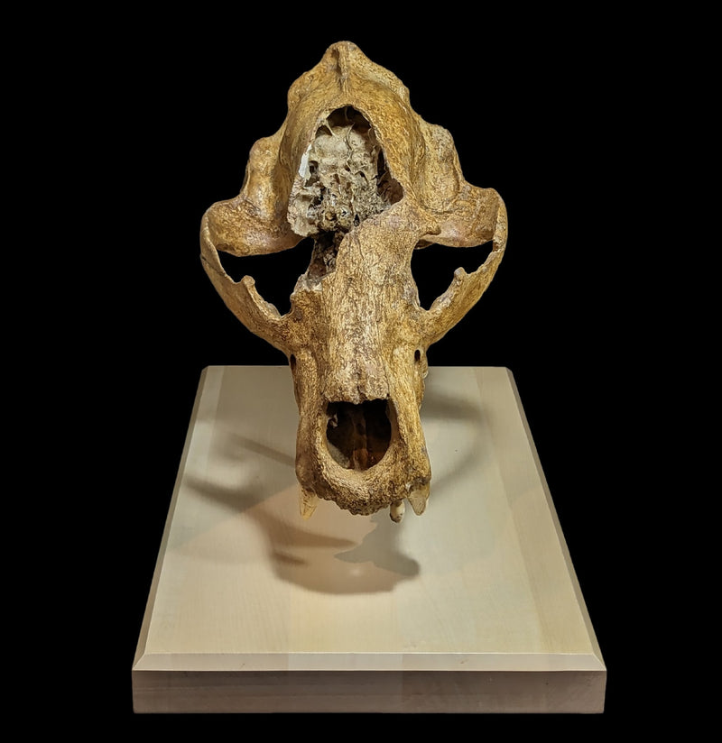 Cave Bear Skull With Stand Specimen B-Fossils-Nord Fossil-PaxtonGate