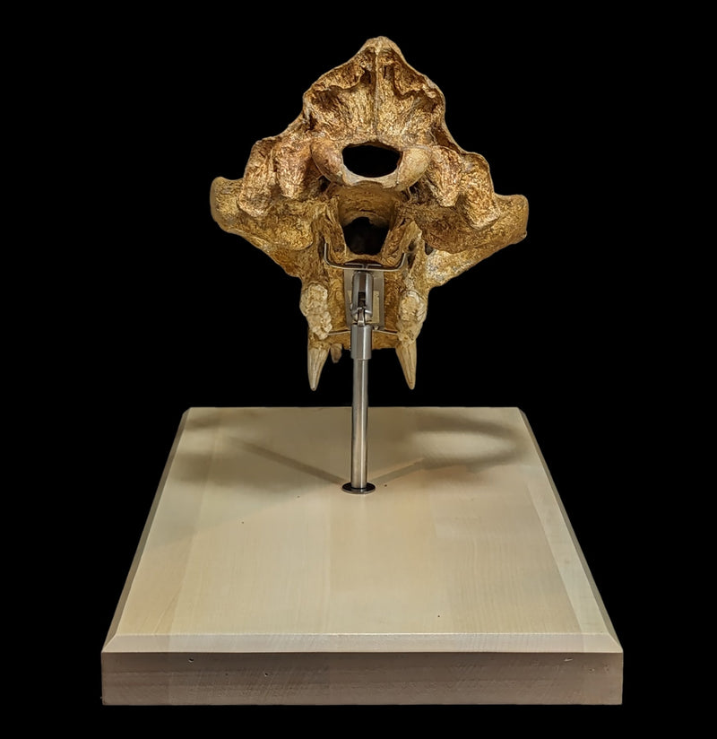 Cave Bear Skull With Stand Specimen B-Fossils-Nord Fossil-PaxtonGate