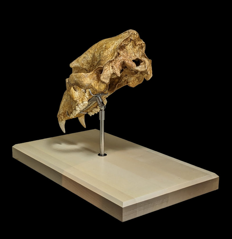 Cave Bear Skull With Stand Specimen B-Fossils-Nord Fossil-PaxtonGate