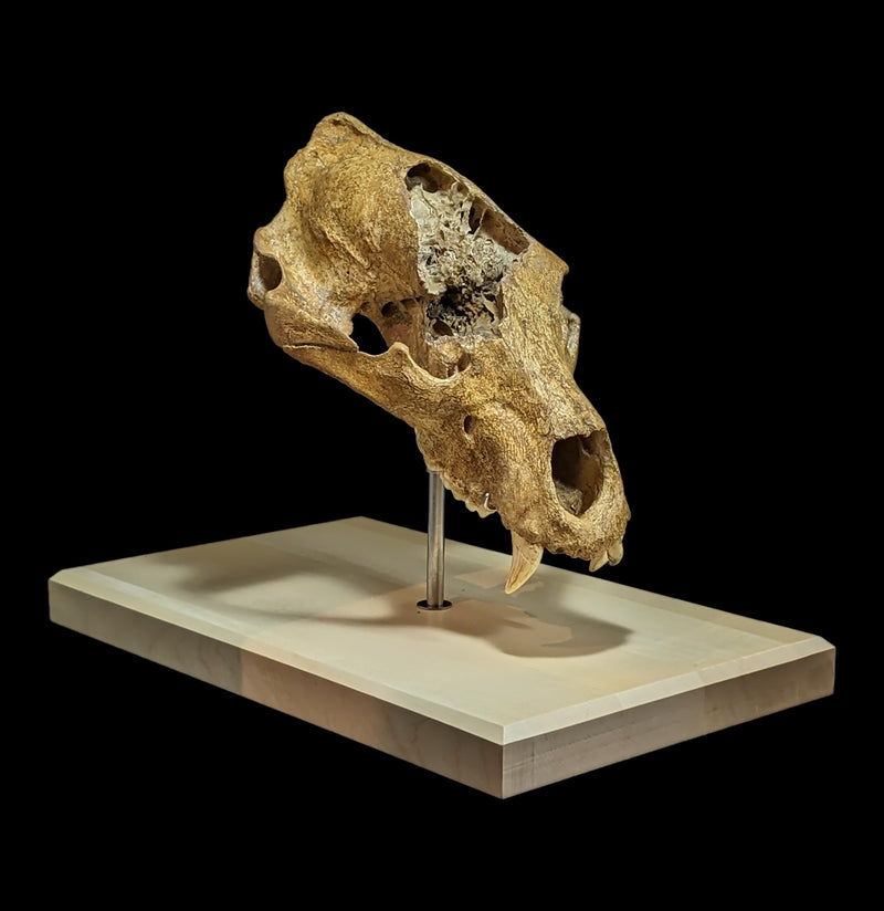 Cave Bear Skull With Stand Specimen B-Fossils-Nord Fossil-PaxtonGate